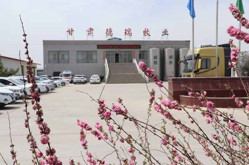 甘肃德瑞牧业有限公司简介（437必赢会员中心集团德瑞牧场）